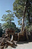 Ta Prohm temple - silk-cotton trees rising over the ruins 